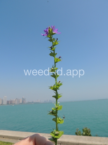 venuslookingglass, common